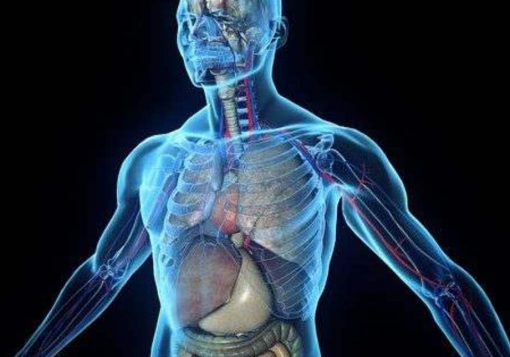 6 curiosidades científicas sobre o corpo humano que vão mudar a forma como você se vê